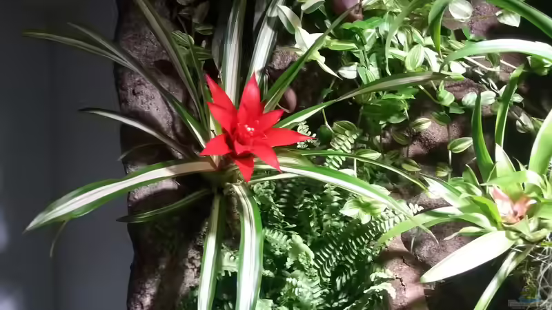 Pflanzen im Aquarium Schwarzwasserhabiat mit aufgesetzer Pflanzenwelt von Sebastian Müller (13)