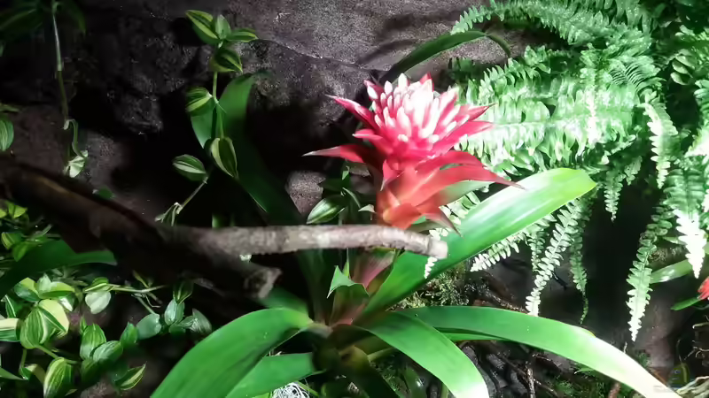 Pflanzen im Aquarium Schwarzwasserhabiat mit aufgesetzer Pflanzenwelt von Sebastian Müller (15)