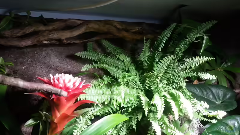 Pflanzen im Aquarium Schwarzwasserhabiat mit aufgesetzer Pflanzenwelt von Sebastian Müller (16)