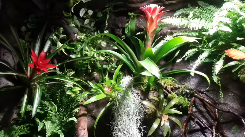 Pflanzen im Aquarium Schwarzwasserhabiat mit aufgesetzer Pflanzenwelt von Sebastian Müller (17)