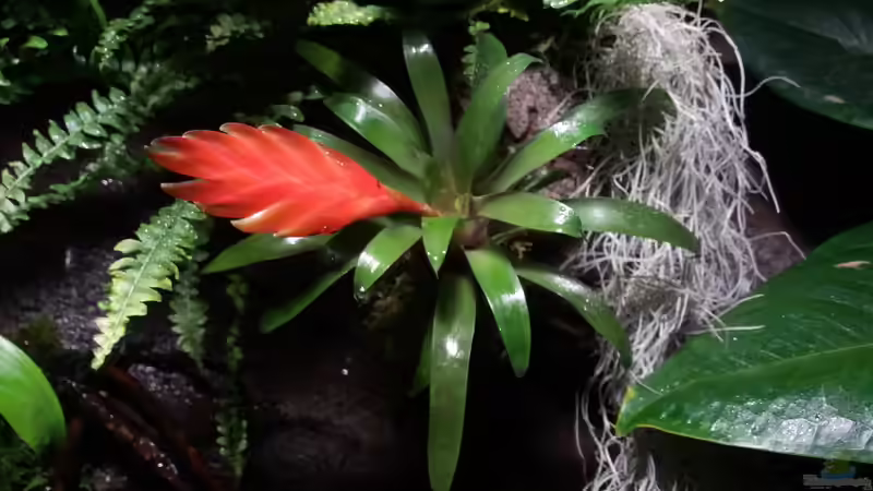 Pflanzen im Aquarium Schwarzwasserhabiat mit aufgesetzer Pflanzenwelt von Sebastian Müller (18)