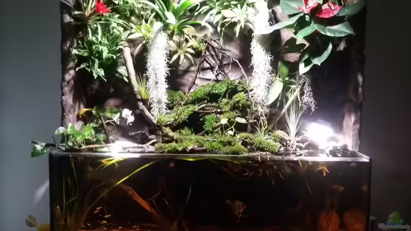 Pflanzen im Aquarium Schwarzwasserhabiat mit aufgesetzer Pflanzenwelt von Sebastian Müller (25)