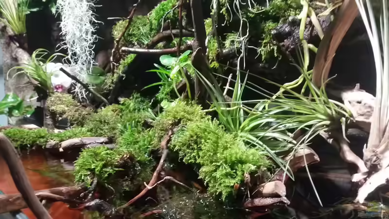 Pflanzen im Aquarium Schwarzwasserhabiat mit aufgesetzer Pflanzenwelt von Sebastian Müller (26)