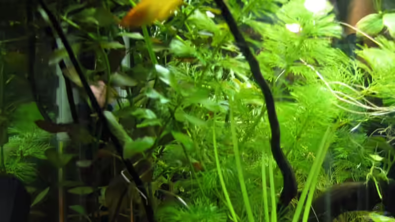 Pflanzen im Aquarium Schwertträger von Tobi Hansen (2)