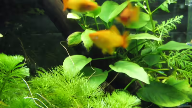 Pflanzen im Aquarium Schwertträger von Tobi Hansen (3)