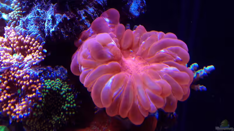 Pflanzen im Aquarium Schwings Reef von Schwing (16)