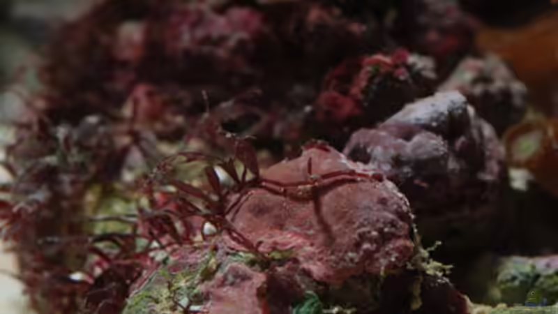 Pflanzen im Aquarium Seewasser von Cichlid Power (12)