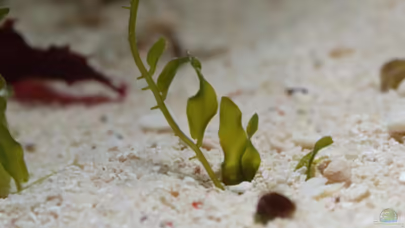 Pflanzen im Aquarium Seewasser von Cichlid Power (9)