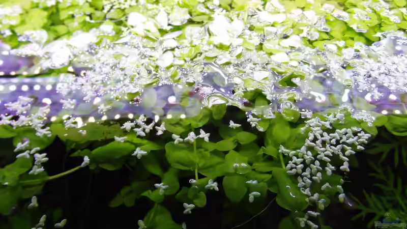 Pflanzen im Aquarium SEPULTURA von Intershrimpview (74)