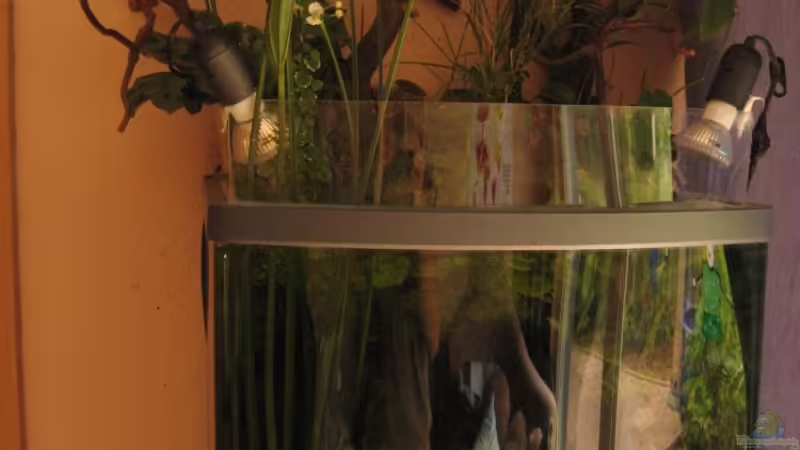 Pflanzen im Aquarium Sera Cube 130L von Bojo (10)