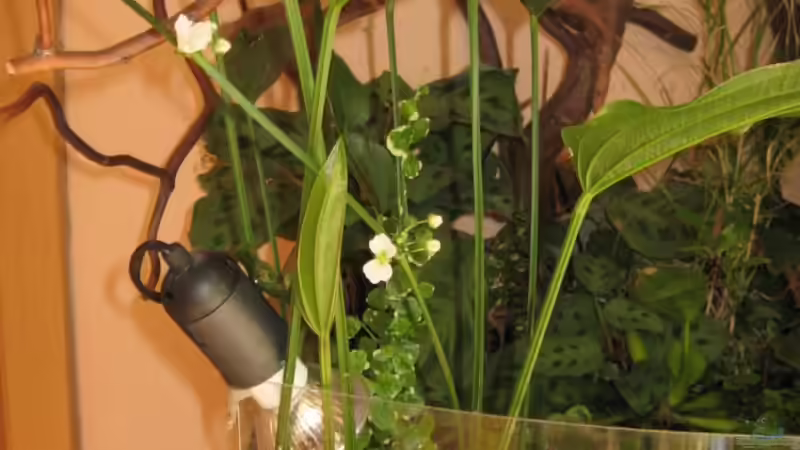 Pflanzen im Aquarium Sera Cube 130L von Bojo (11)