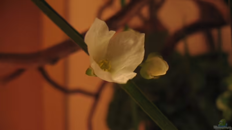 Pflanzen im Aquarium Sera Cube 130L von Bojo (12)