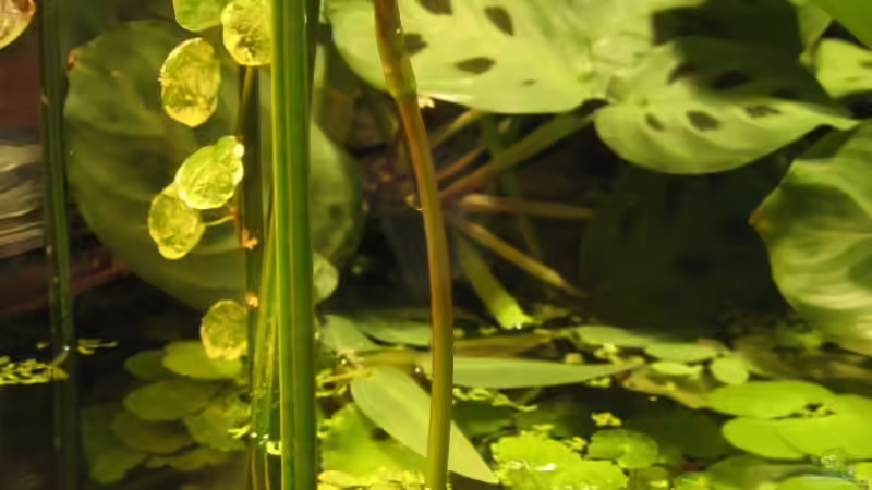 Pflanzen im Aquarium Sera Cube 130L von Bojo (9)