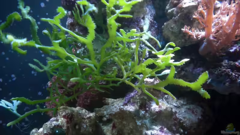 Pflanzen im Aquarium Sera marin Biotop Cube 130 von Georg1983 (4)