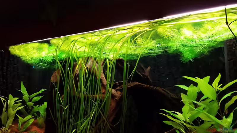 Pflanzen im Aquarium Serrasalmus - the one and lonely von NRW (13)