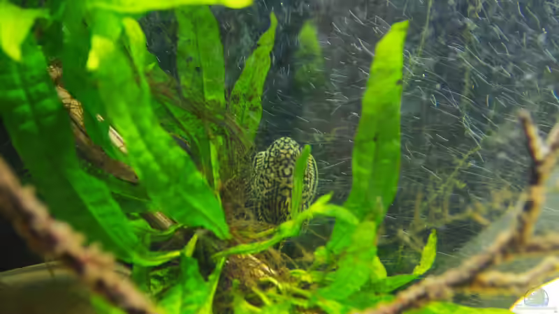 Pflanzen im Aquarium Sewellia Bachlauf von Nico NK (11)