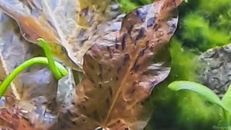 Pflanzen im Aquarium Silence -aufgelöst- von okefenokee (46)