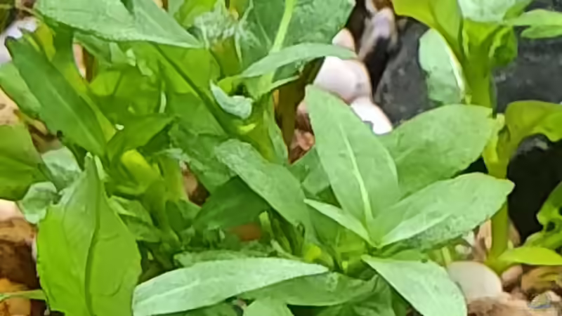 Pflanzen im Aquarium Silence -aufgelöst- von okefenokee (47)