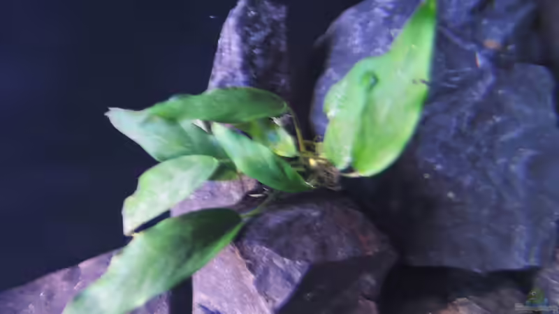 Pflanzen im Aquarium simileri Reich von similis (19)