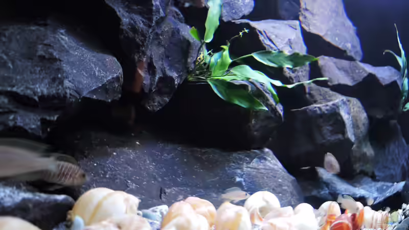 Pflanzen im Aquarium simileri Reich von similis (20)