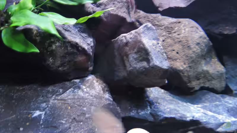 Pflanzen im Aquarium simileri Reich von similis (21)