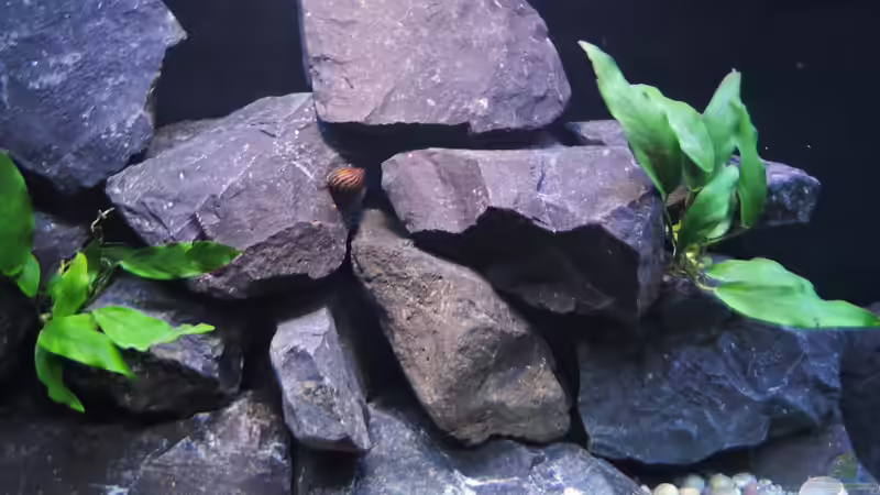 Pflanzen im Aquarium simileri Reich von similis (22)