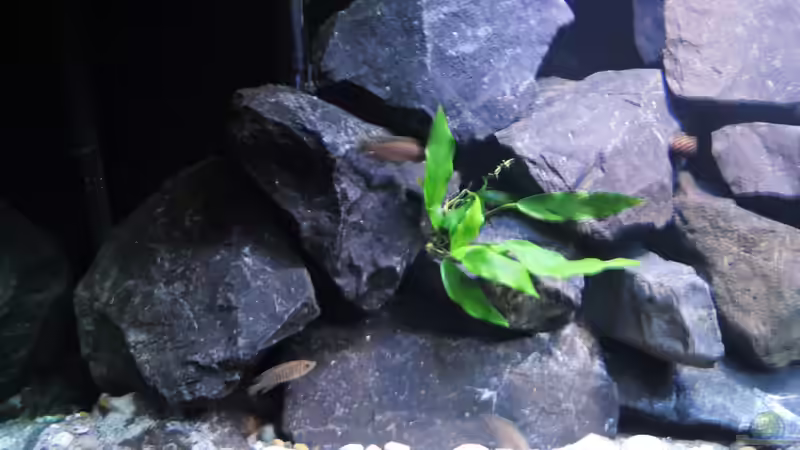 Pflanzen im Aquarium simileri Reich von similis (23)