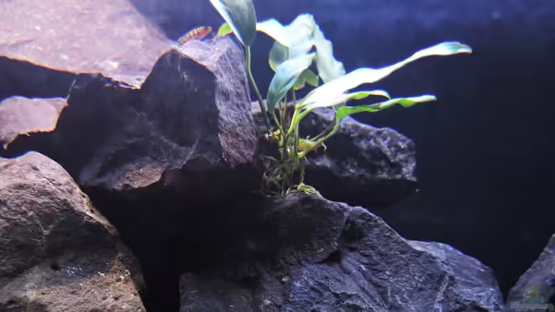 Pflanzen im Aquarium simileri Reich von similis (24)