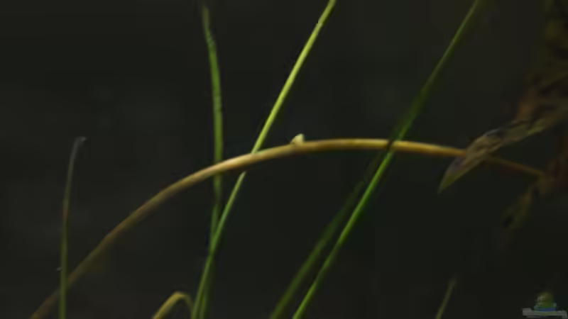 Pflanzen im Aquarium simple von lomarraco (10)