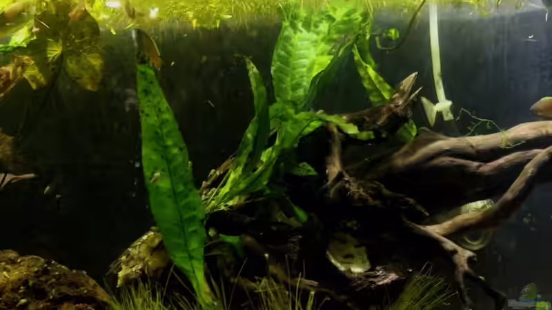 Pflanzen im Aquarium simple von lomarraco (11)