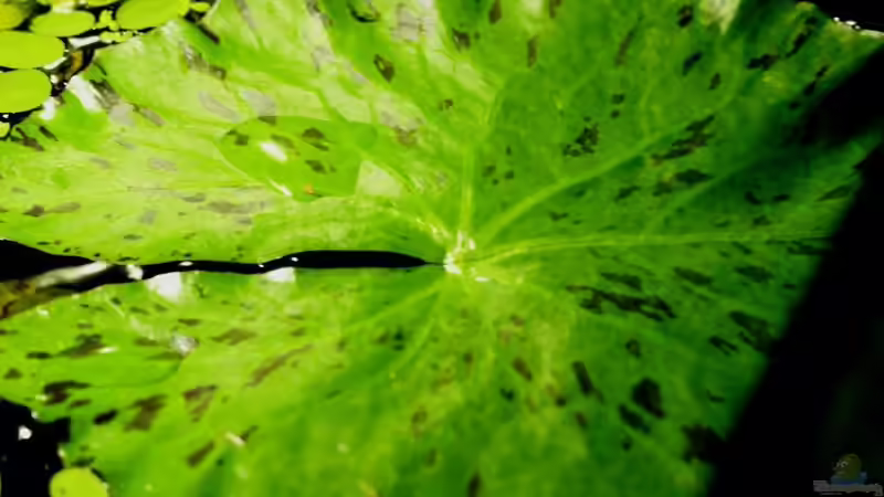 Pflanzen im Aquarium simple von lomarraco (12)