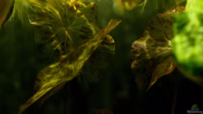 Pflanzen im Aquarium simple von lomarraco (15)