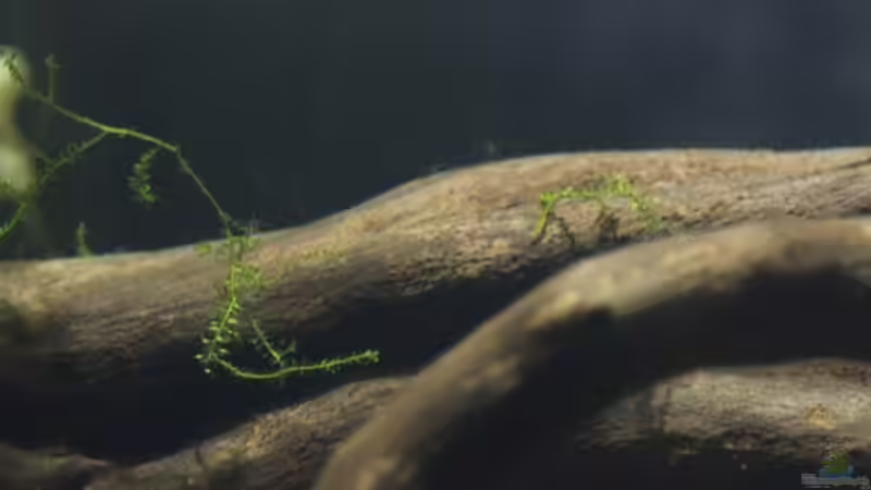 Pflanzen im Aquarium simple von lomarraco (9)