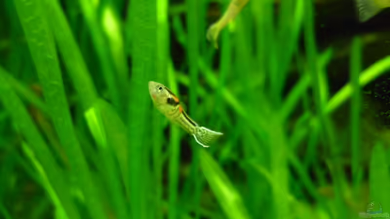 Pflanzen im Aquarium Snake skin Endler Aquarium von Lukas Szewczyk (5)