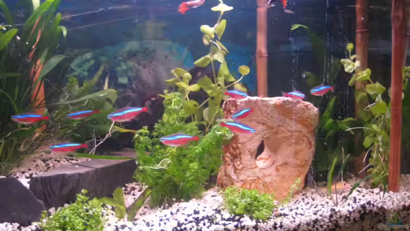 Pflanzen im Aquarium Southern-American Aquaworld von Timst (2)