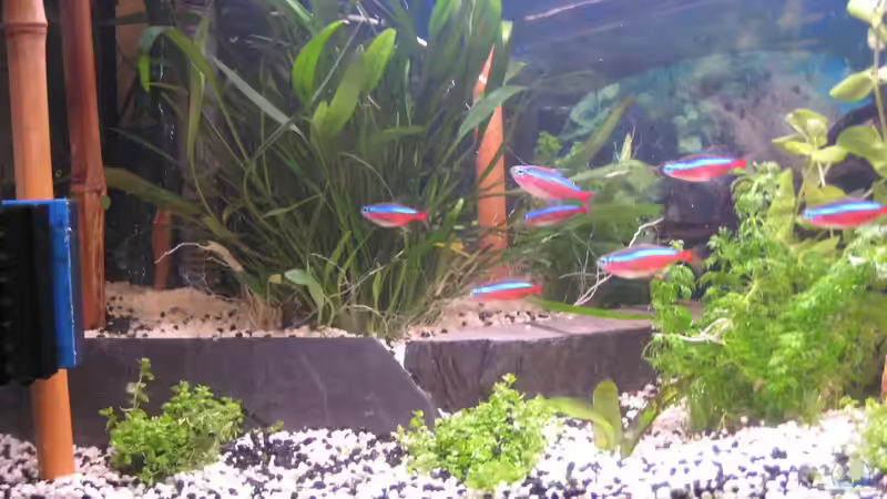 Pflanzen im Aquarium Southern-American Aquaworld von Timst (3)
