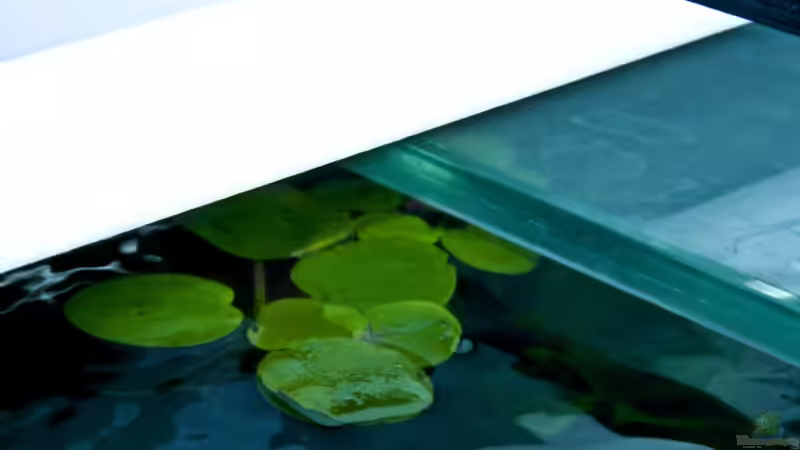 Pflanzen im Aquarium Spirit of Asia von -Der Österreicher- (14)