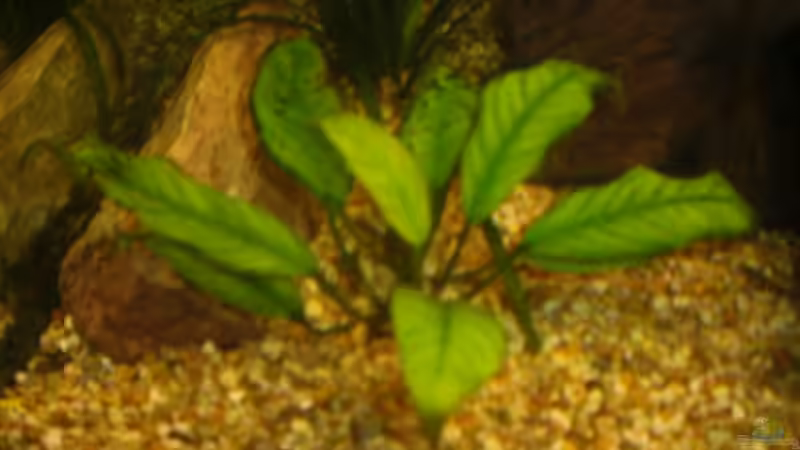 Pflanzen im Aquarium Spirit of Inspiration! von ActionJackson (15)