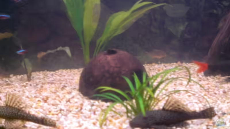 Pflanzen im Aquarium Spirit of Inspiration! von ActionJackson (7)