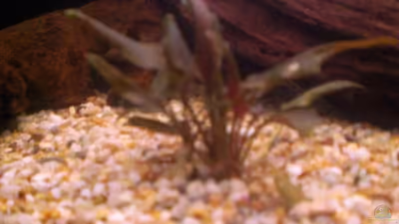 Pflanzen im Aquarium Spirit of Inspiration! von ActionJackson (8)