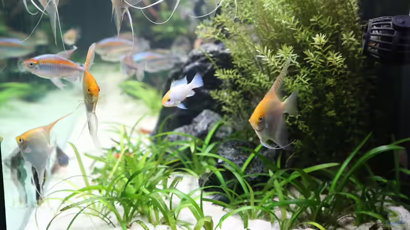 Pflanzen im Aquarium Steinwurzel von Michinet (10)