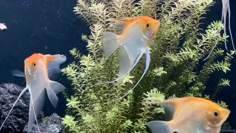 Pflanzen im Aquarium Steinwurzel von Michinet (11)