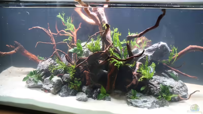 Pflanzen im Aquarium Steinwurzel von Michinet (13)