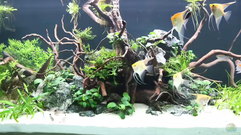 Pflanzen im Aquarium Steinwurzel von Michinet (8)