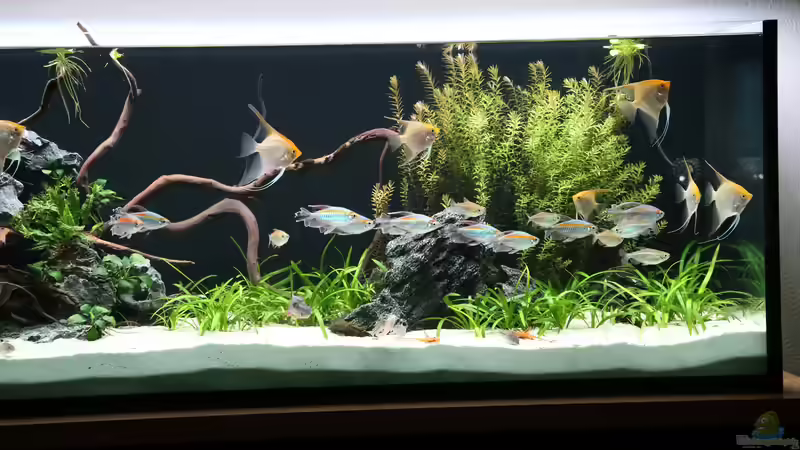 Pflanzen im Aquarium Steinwurzel von Michinet (9)