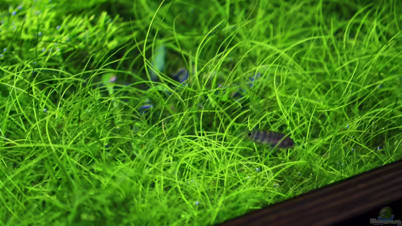 Pflanzen im Aquarium Stille Lichtung von OrangeBuschfisch (14)