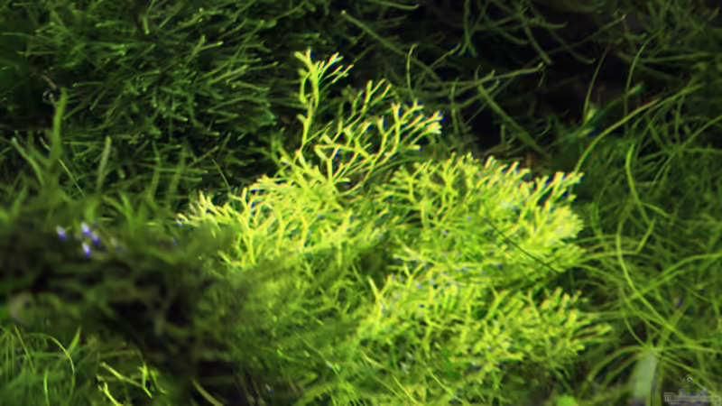 Pflanzen im Aquarium Stille Lichtung von OrangeBuschfisch (15)