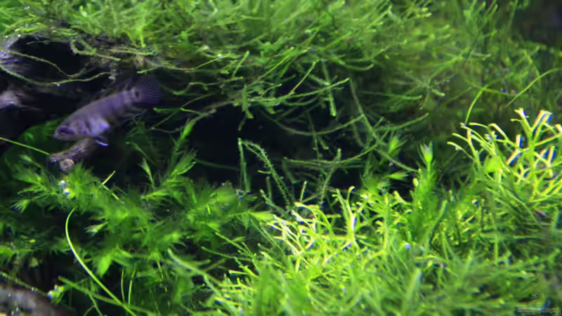 Pflanzen im Aquarium Stille Lichtung von OrangeBuschfisch (16)