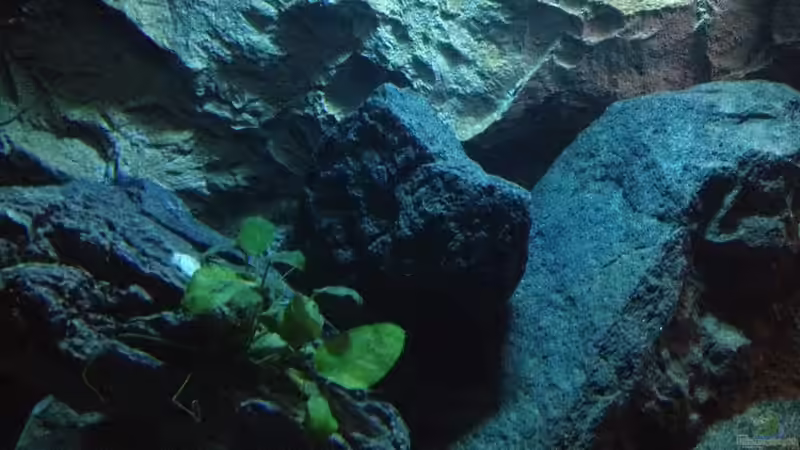 Pflanzen im Aquarium stone bay area (closed due!!!) von der Steirer (54)