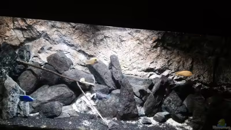 Pflanzen im Aquarium stone bay area (closed due!!!) von der Steirer (57)